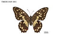 藏品(花鳳蝶)的圖片